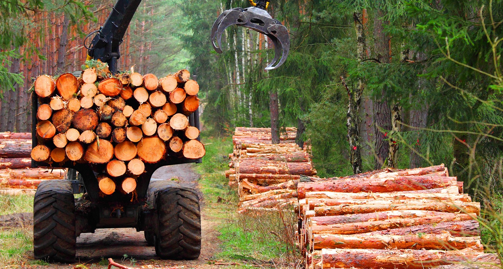 Лесозаготовка деревообработка. Лесозаготовительная промышленность. Лесоводство и лесозаготовки. Лесная промышленность Лесозаготовительная. Лесопромышленный комплекс.